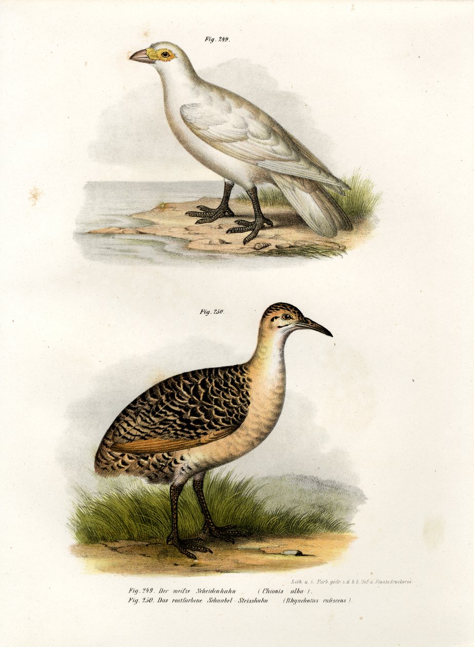 Vaaleakasvoinen Sheatbill, 1864 tekijältä German School