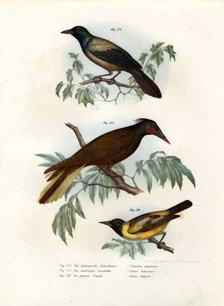 Purppura Grakle, 1864 tekijältä German School
