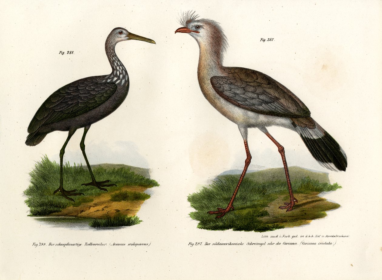 Punajalkainen Seriema, 1864 tekijältä German School