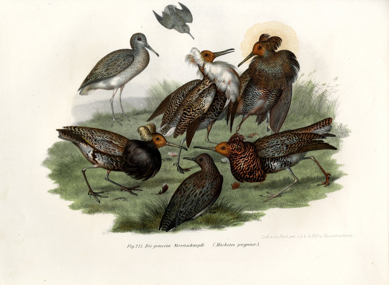 Ruff, 1864 tekijältä German School