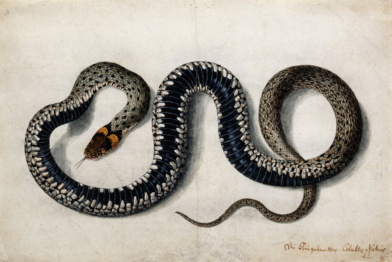 Ruohokäärme, n. 1675-1700 tekijältä German School