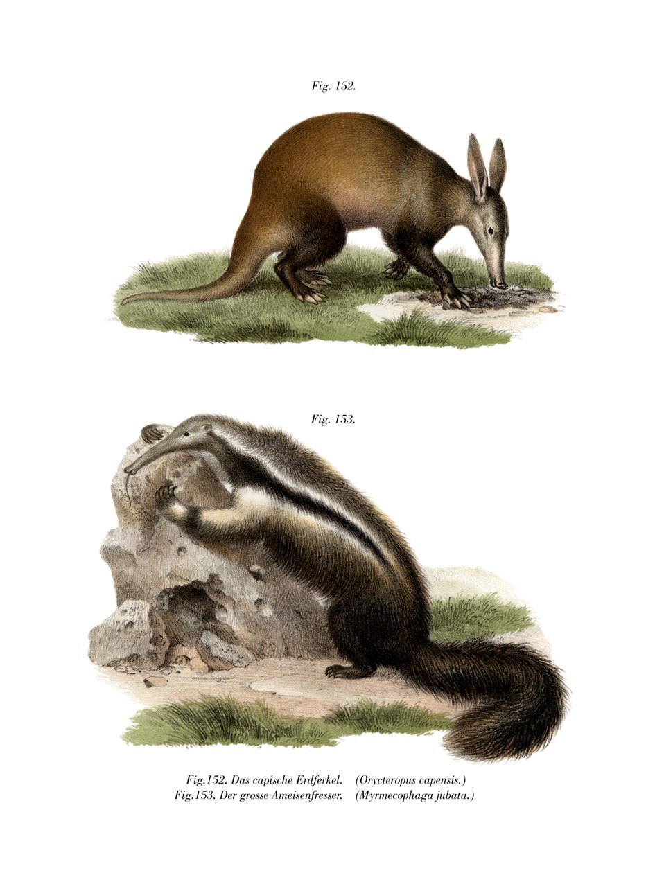 Aardvark, 1860 tekijältä German School