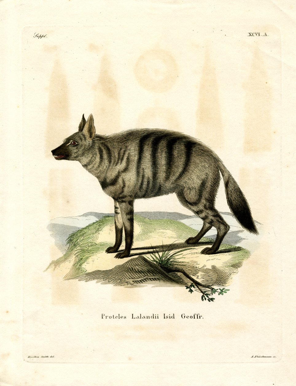 Aardwolf (värillinen kaiverrus) tekijältä German School