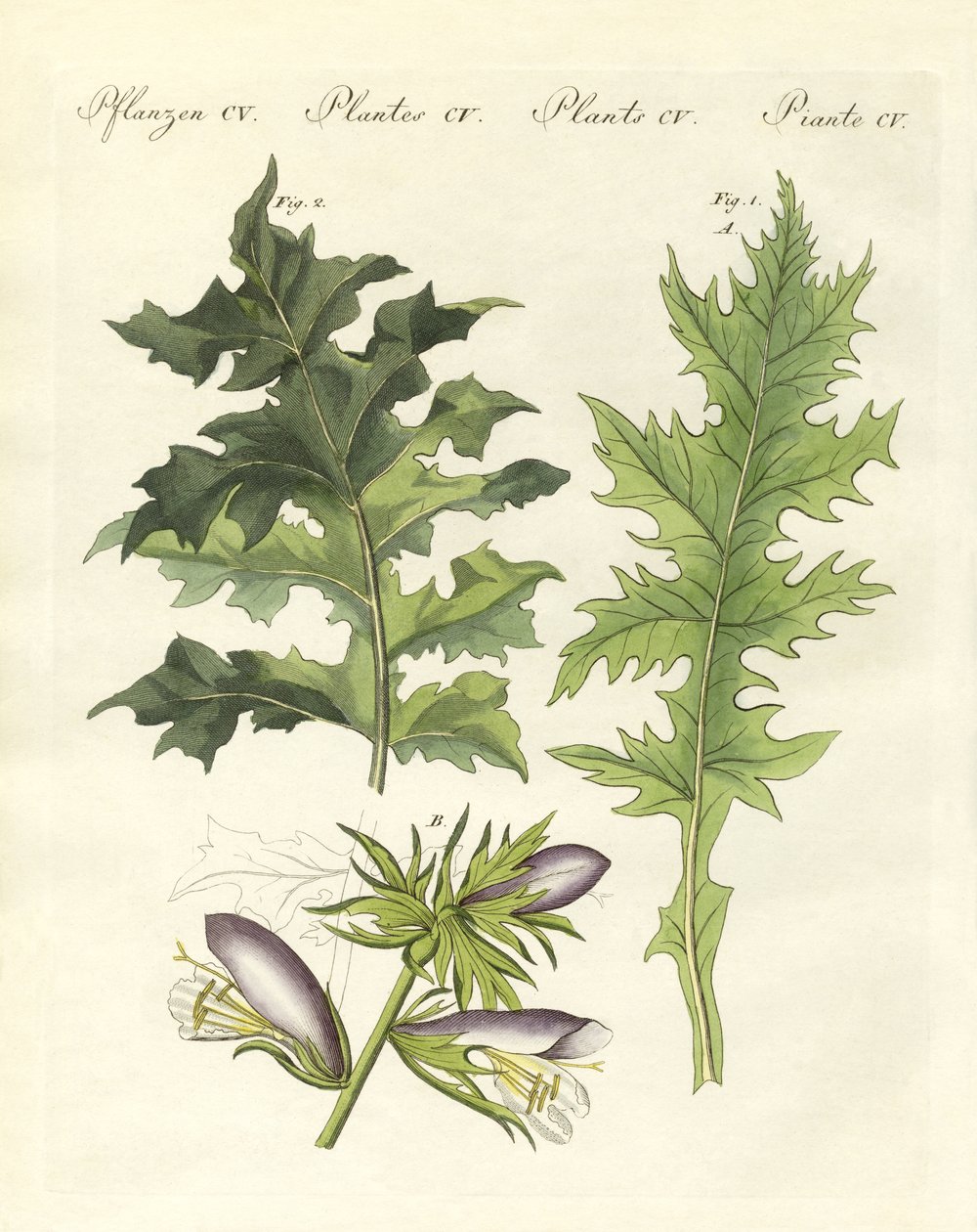 Acanthus-kasvit (värillinen kaiverrus) tekijältä German School