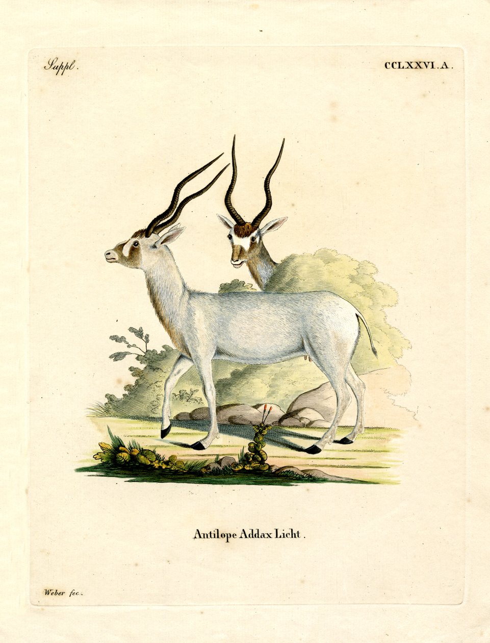 Addax Antelope (värillinen kaiverrus) tekijältä German School