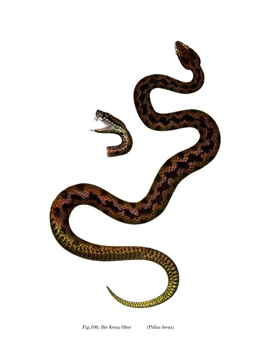 Adder (väri litho) tekijältä German School