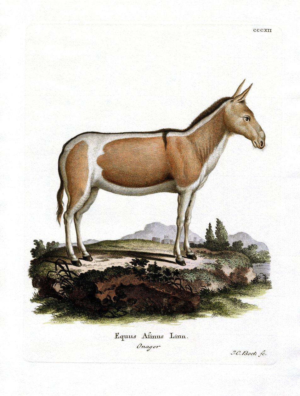 African Wild Ass (värillinen kaiverrus) tekijältä German School