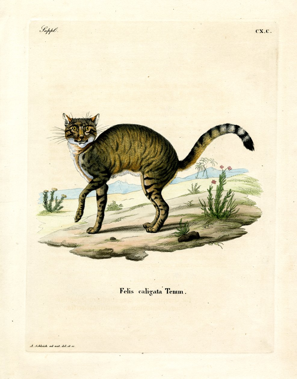 African Wildcat (värillinen kaiverrus) tekijältä German School