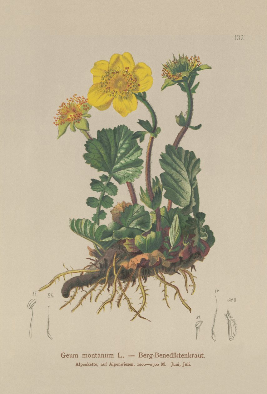 Alpine Avens (Geum montanum) tekijältä German School
