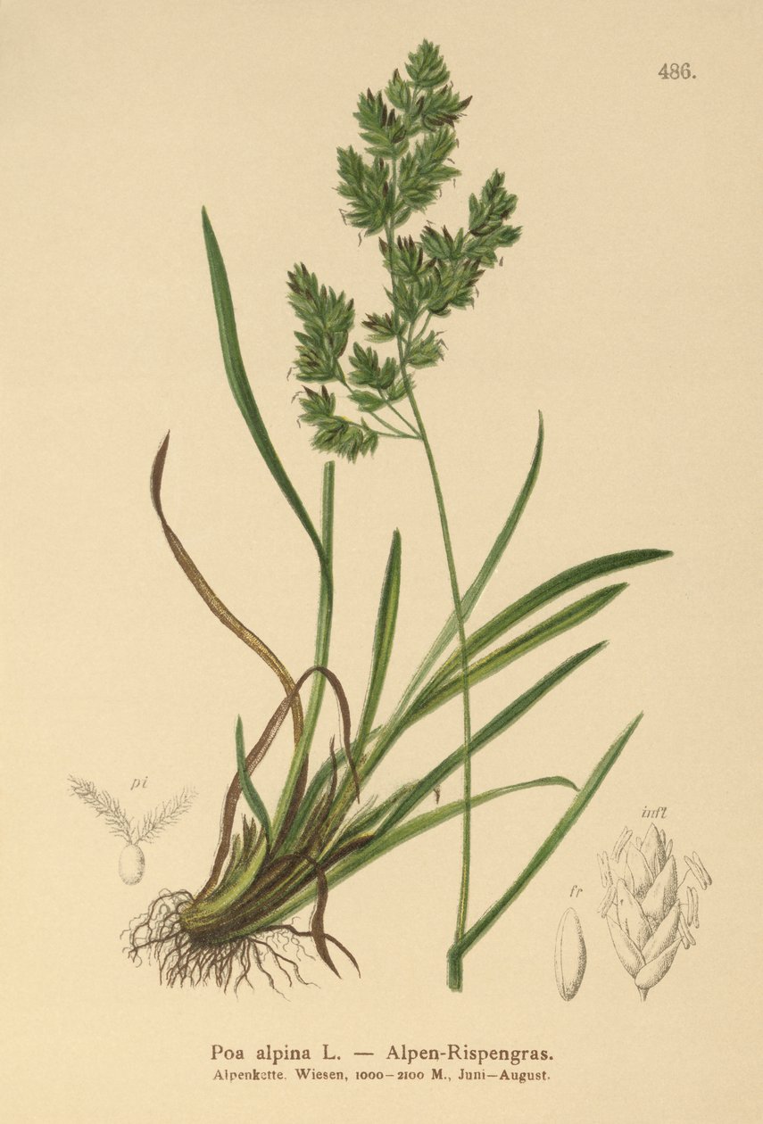 alppisiniruoho (Poa alpina) tekijältä German School