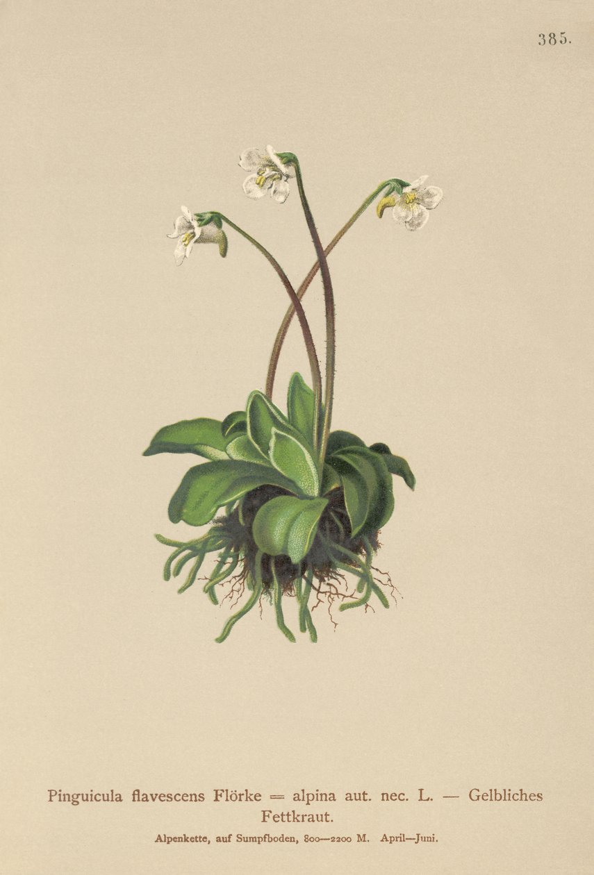 Alpikirkko (Pinguicula flavescens, Pinguicula alpina) tekijältä German School