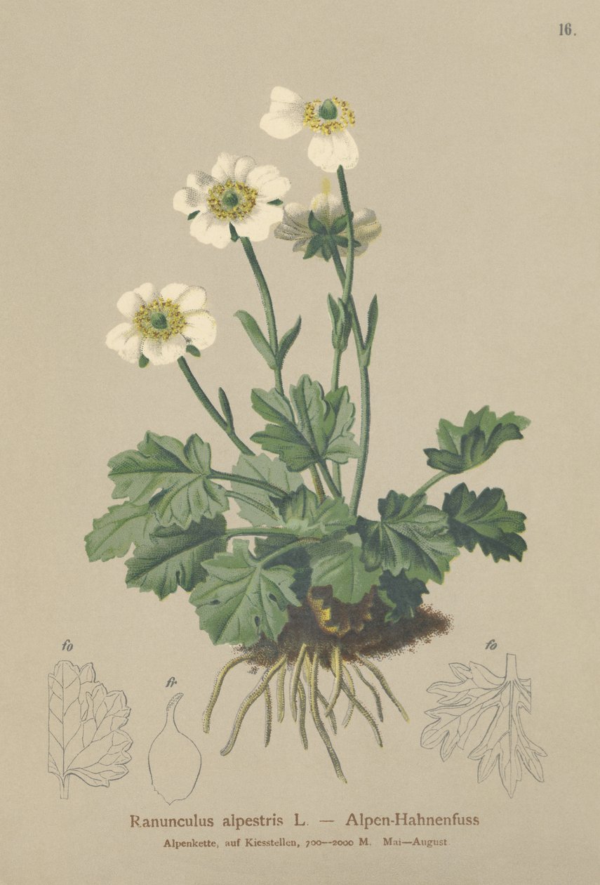 Alppivarsjalka (Ranunculus alpestris) tekijältä German School