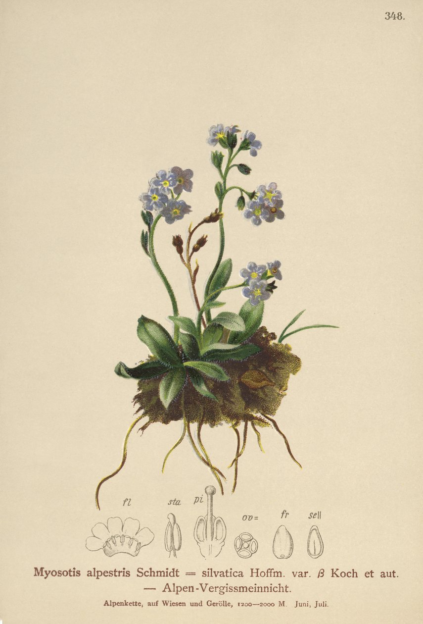 Alpine unohtumaton (Myosotis alpestris, Myosotis silvatica) tekijältä German School