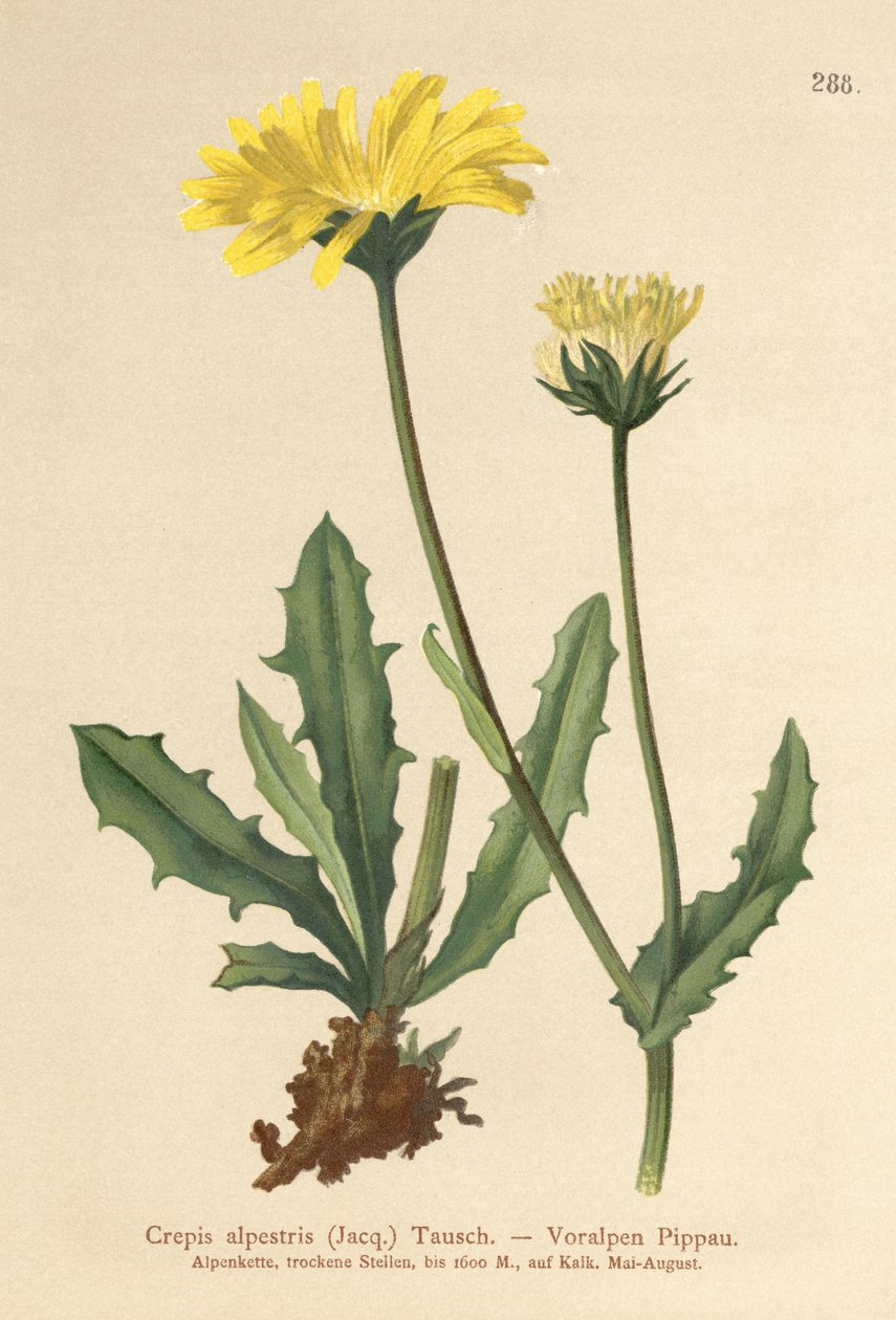 Alpine Hawks -parta (Crepis alpestris) tekijältä German School