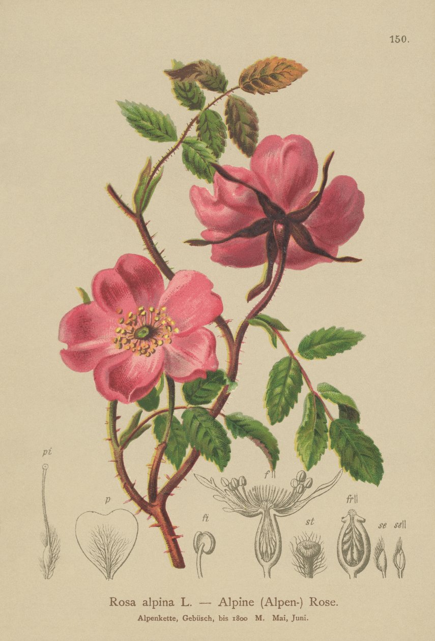 Alpine Hedge Rose (Rosa alpina, Rosa pendulina) tekijältä German School