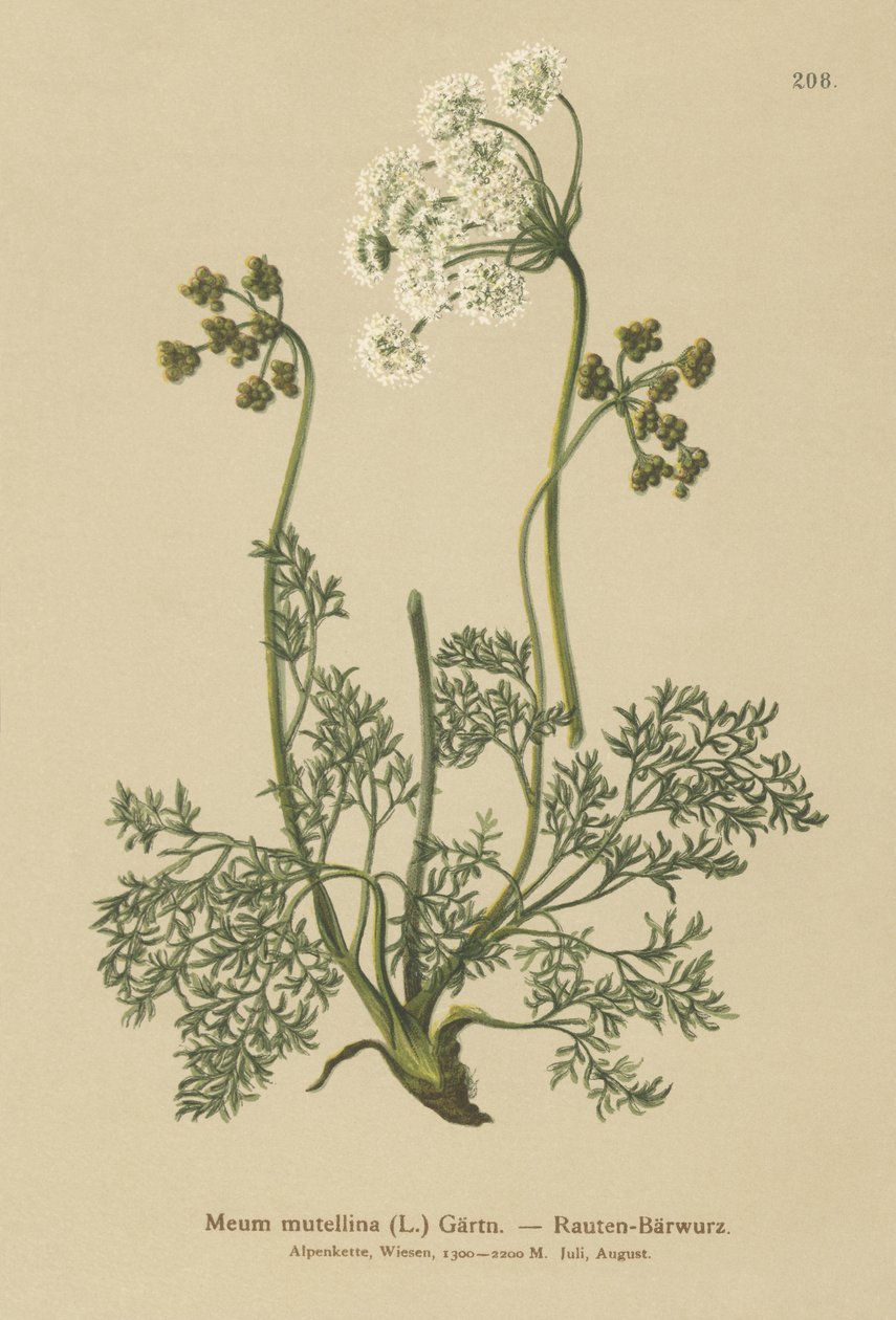 Alppilude (Meum mutellina, Ligusticum mutellina) tekijältä German School