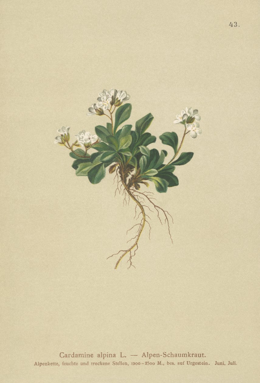 alppipohjoinen kivikrassi (Cardamine alpina) tekijältä German School