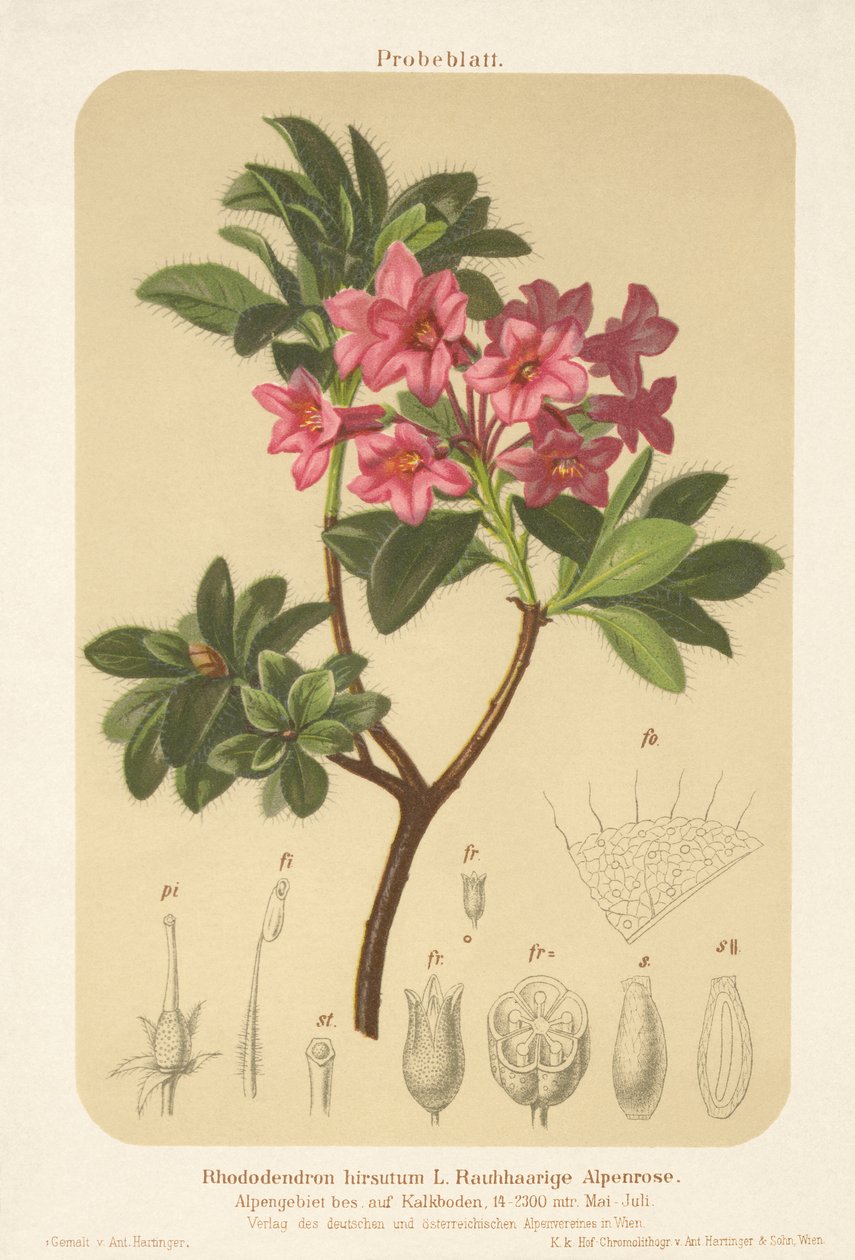 alppiruusu (Rhododendron hirsutum) tekijältä German School