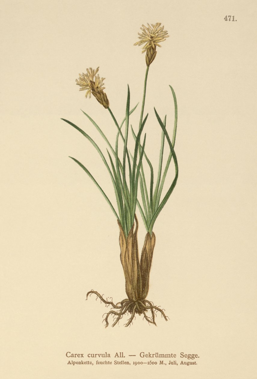 alppisara (Carex curvula) tekijältä German School