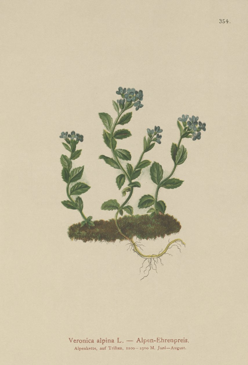 Alpine Speedwell (Veronica alpina) tekijältä German School