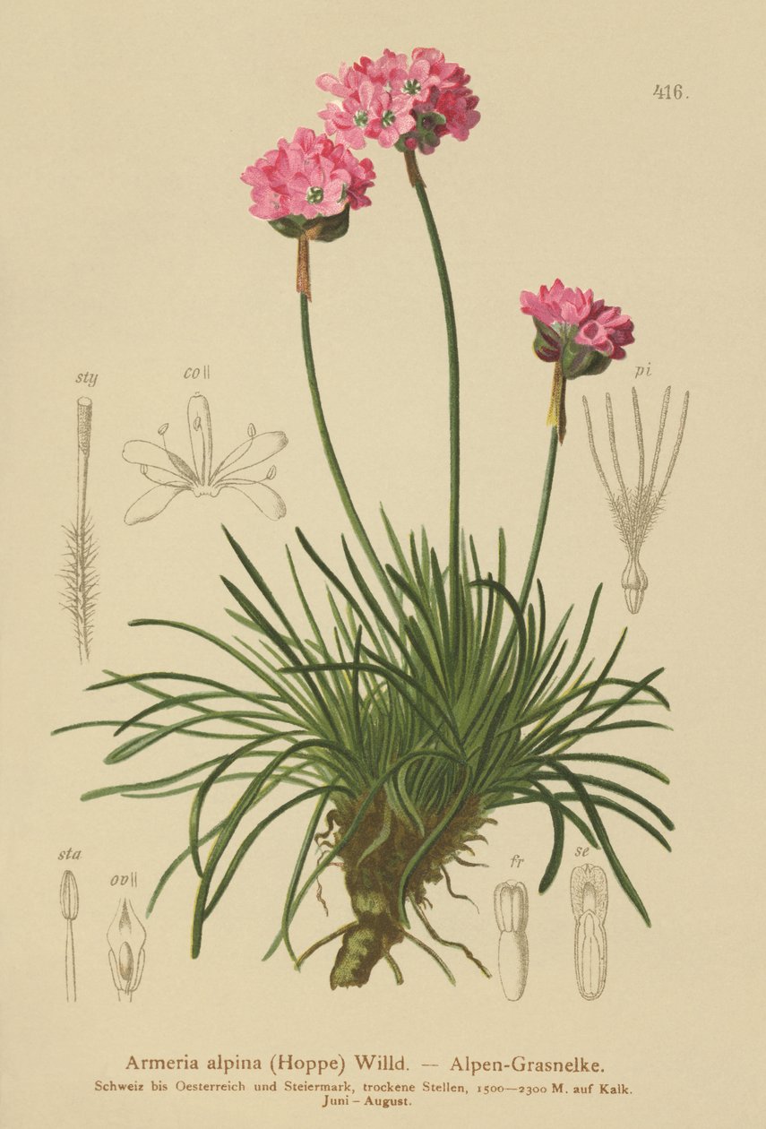Alppihanhikki (Armeria alpina) tekijältä German School