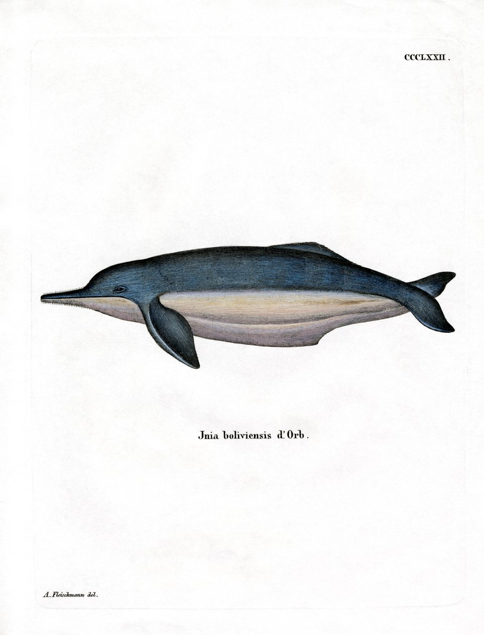 Amazon River Dolphin (värillinen kaiverrus) tekijältä German School