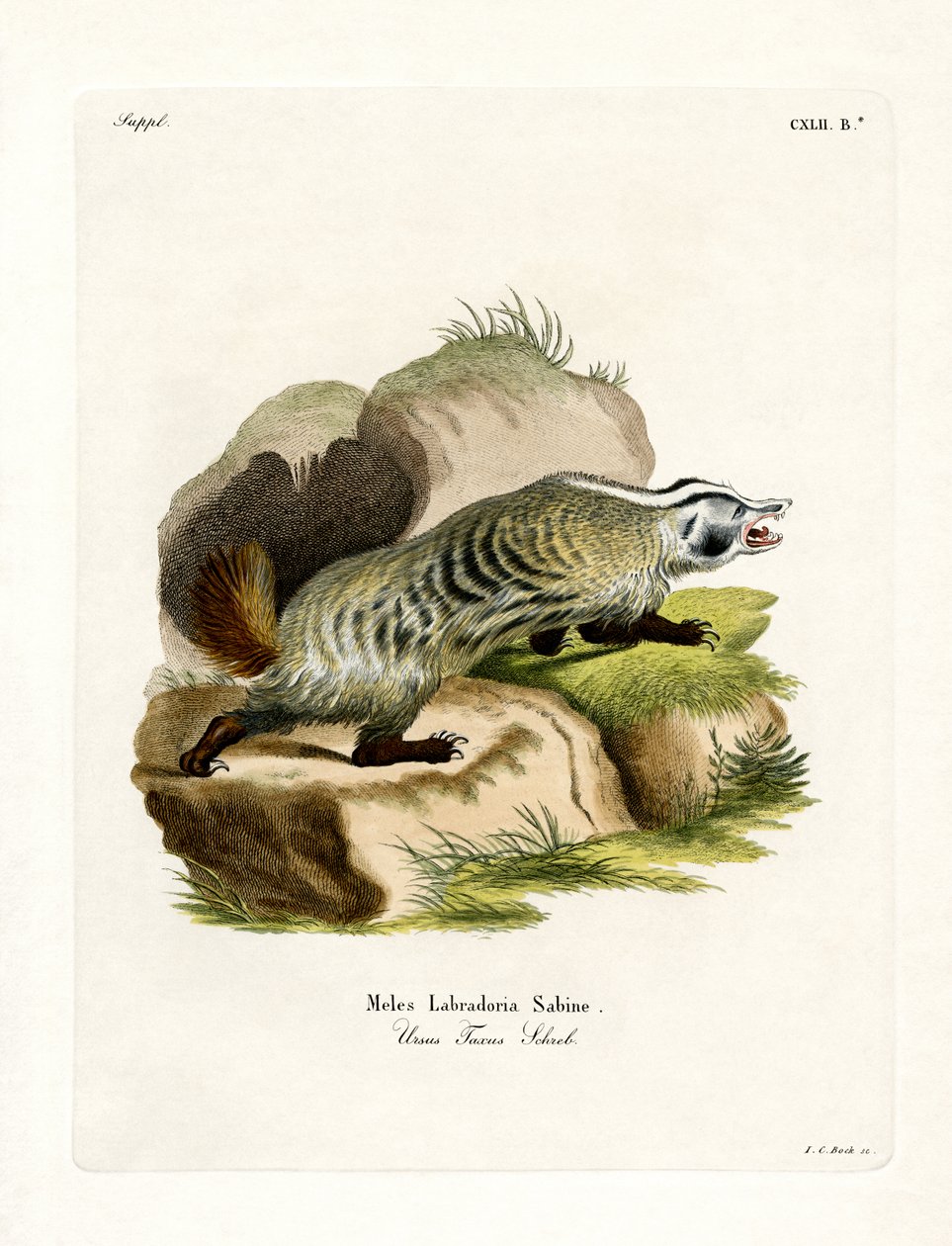 American Badger (värillinen kaiverrus) tekijältä German School