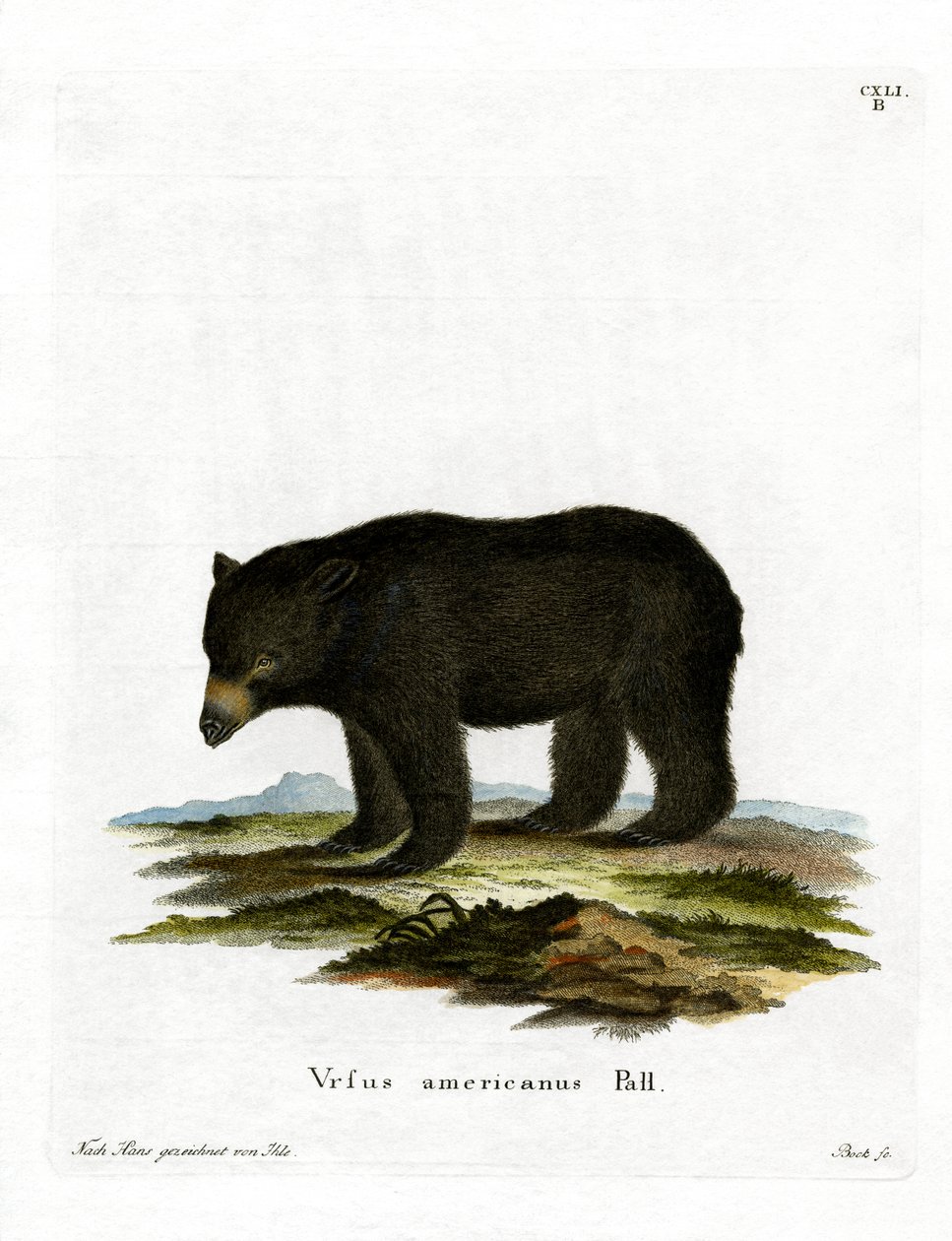 American Black Bear (värillinen kaiverrus) tekijältä German School