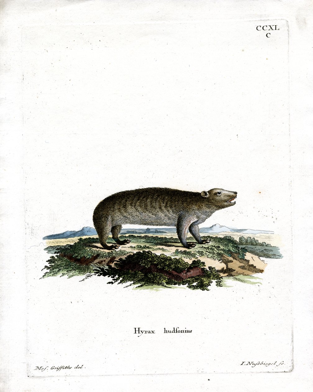 American Hyrax (värillinen kaiverrus) tekijältä German School