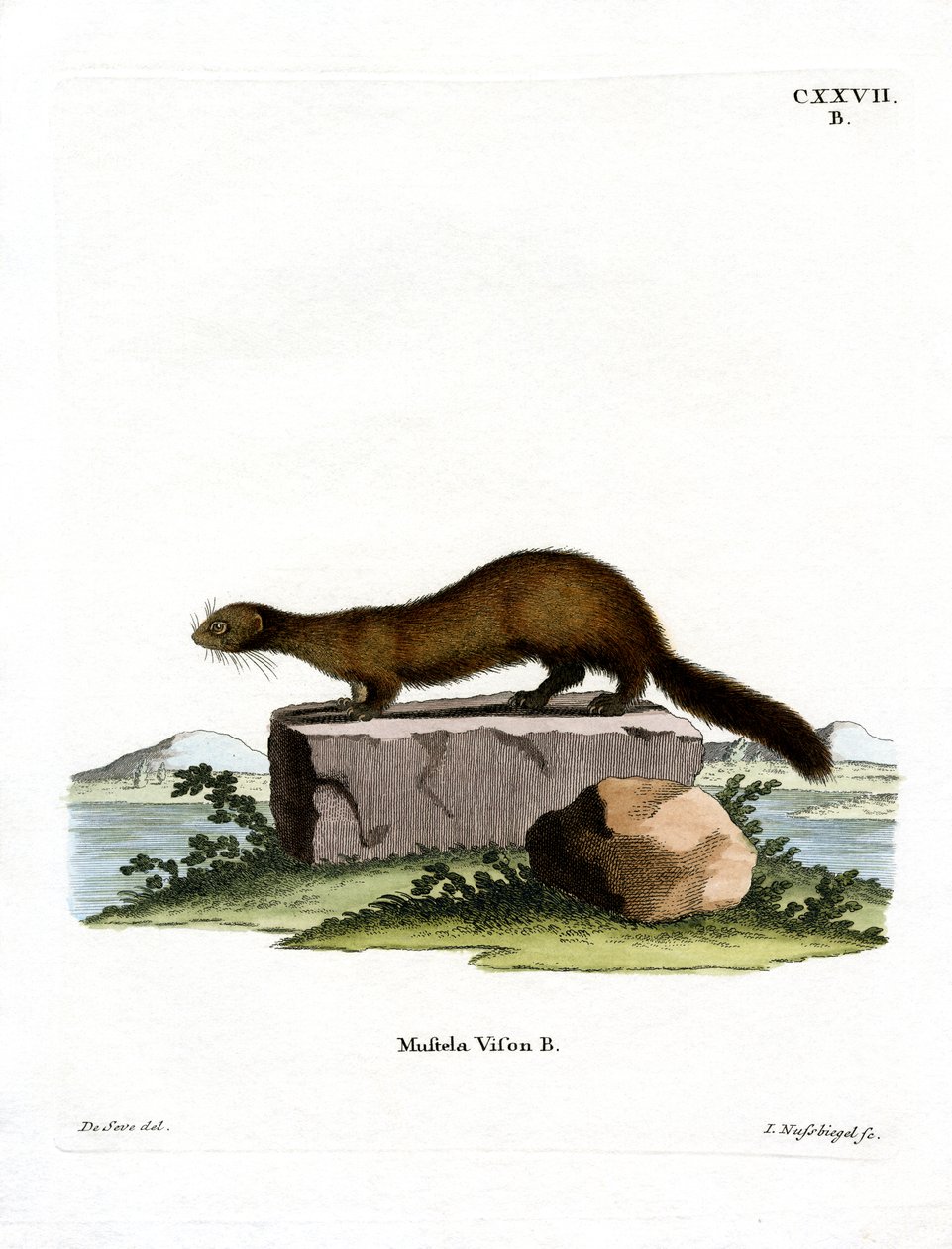 American Mink (värillinen kaiverrus) tekijältä German School