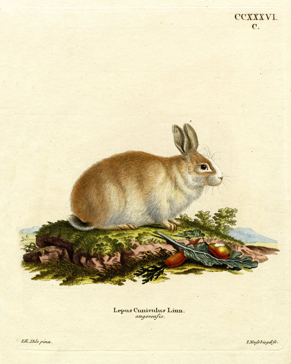 Angora Rabbit (värillinen kaiverrus) tekijältä German School