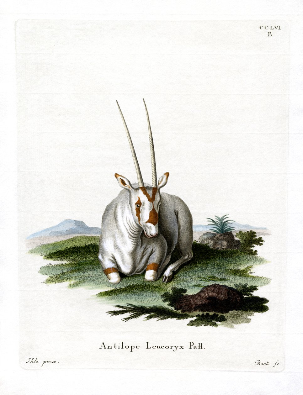 Arabian Oryx (värillinen kaiverrus) tekijältä German School