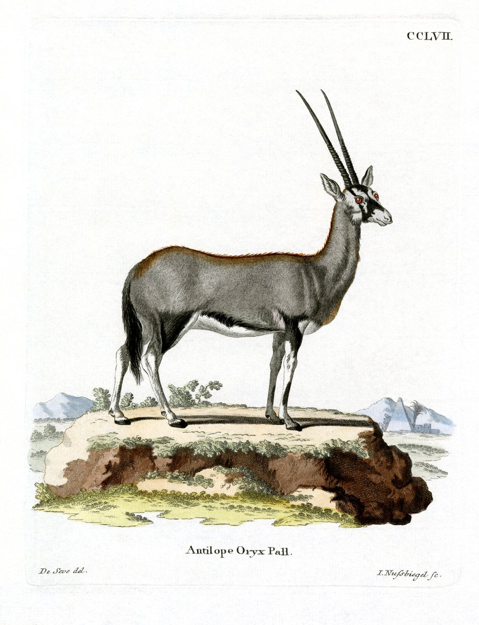 Arabian Oryx (värillinen kaiverrus) tekijältä German School