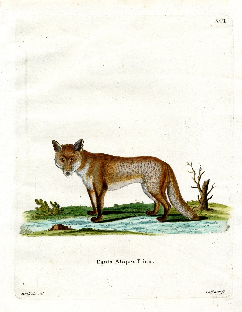 Arctic Fox (värillinen kaiverrus) tekijältä German School