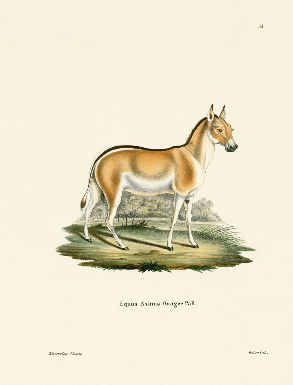 Asian Wild Ass (värillinen kaiverrus) tekijältä German School
