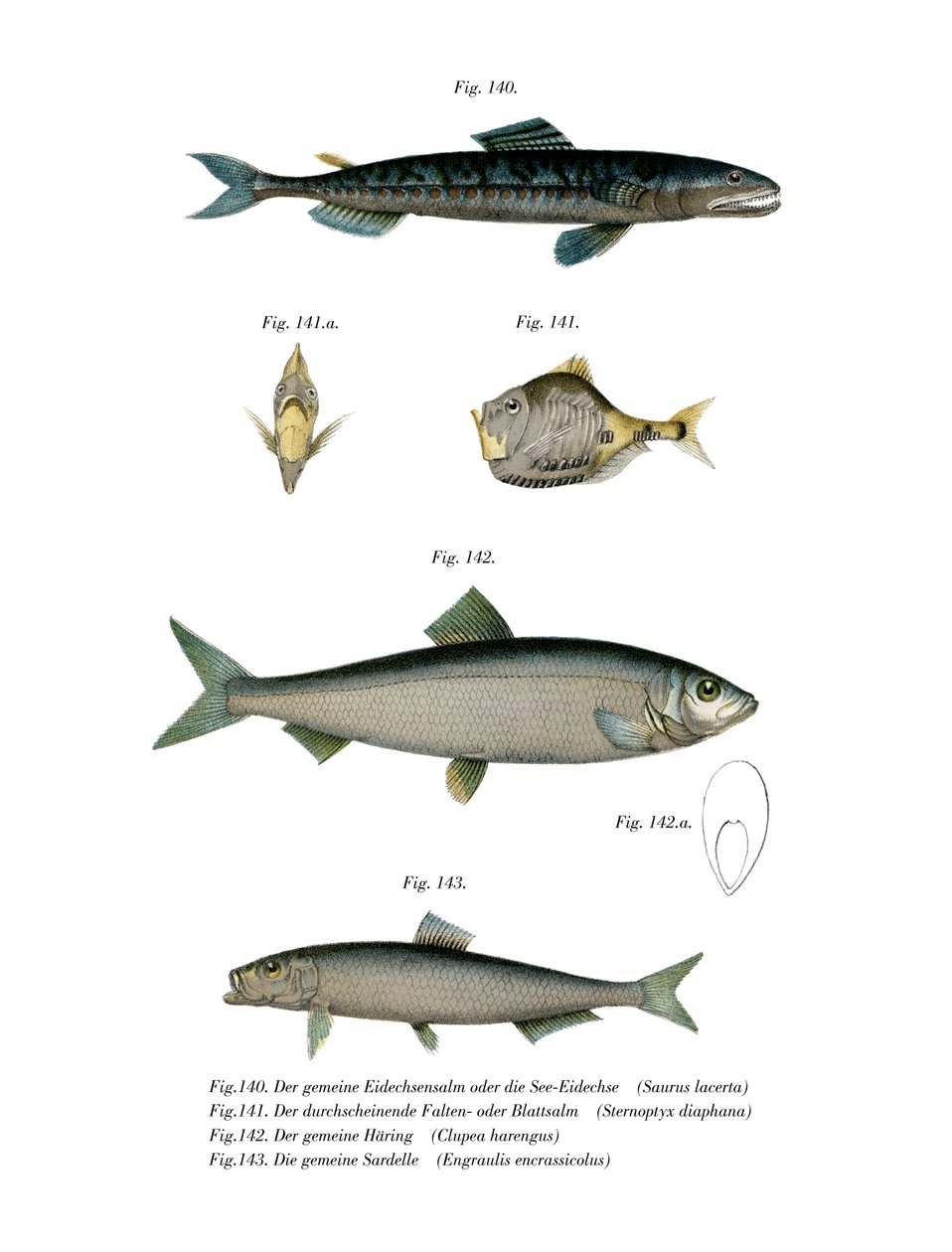 Atlantic Saury (värinen lito) tekijältä German School