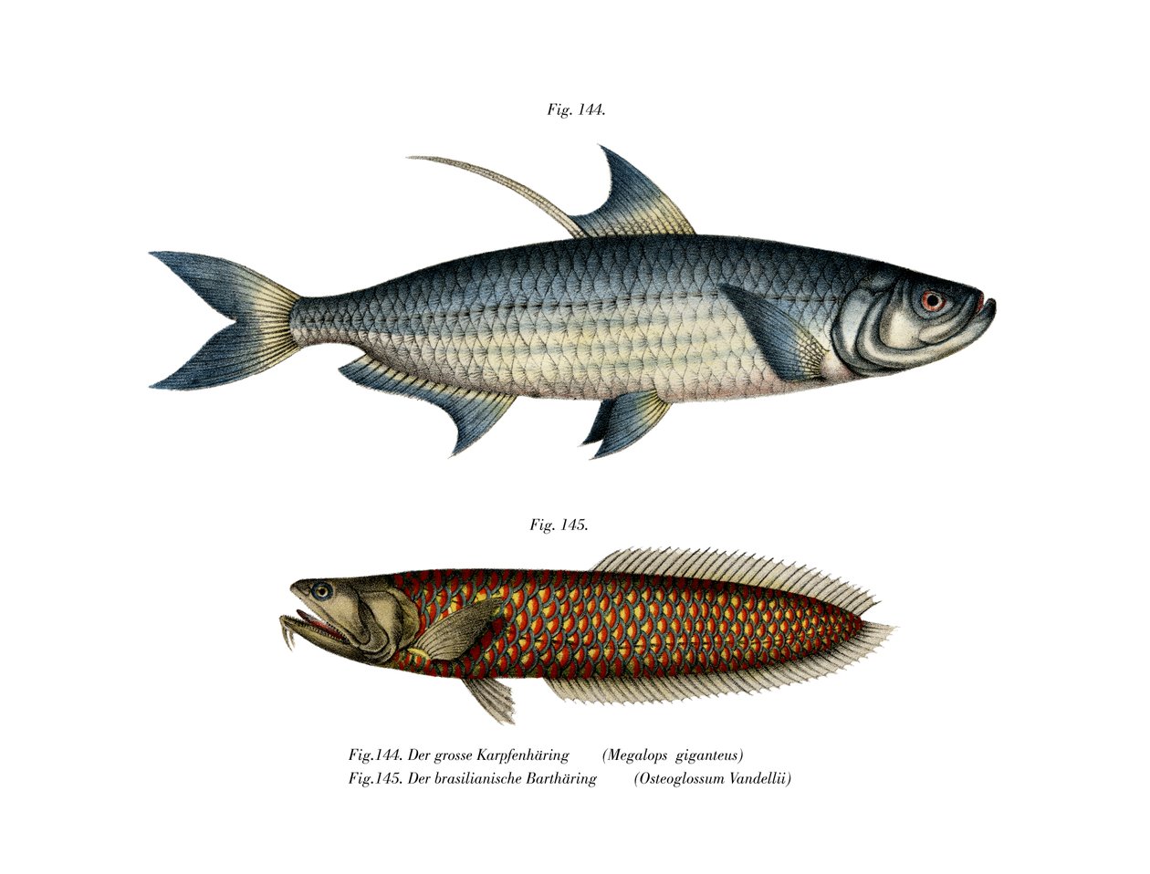 Atlantic Tarpon (väri litho) tekijältä German School