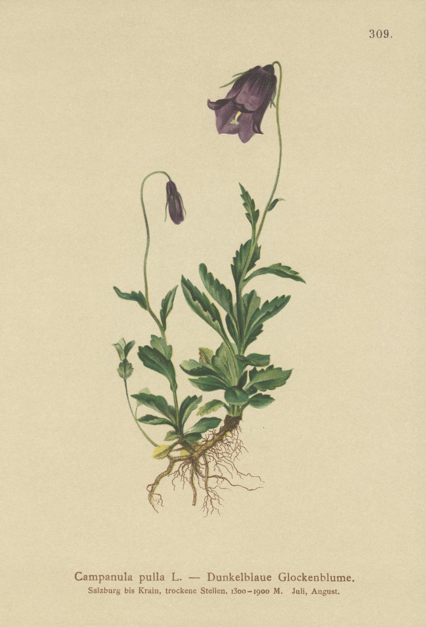 Itävallan kellokukka (Campanula pulla) tekijältä German School