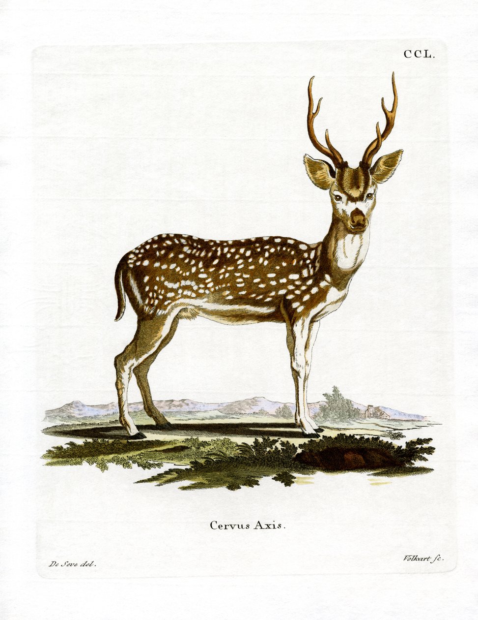 Axis Deer (värillinen kaiverrus) tekijältä German School
