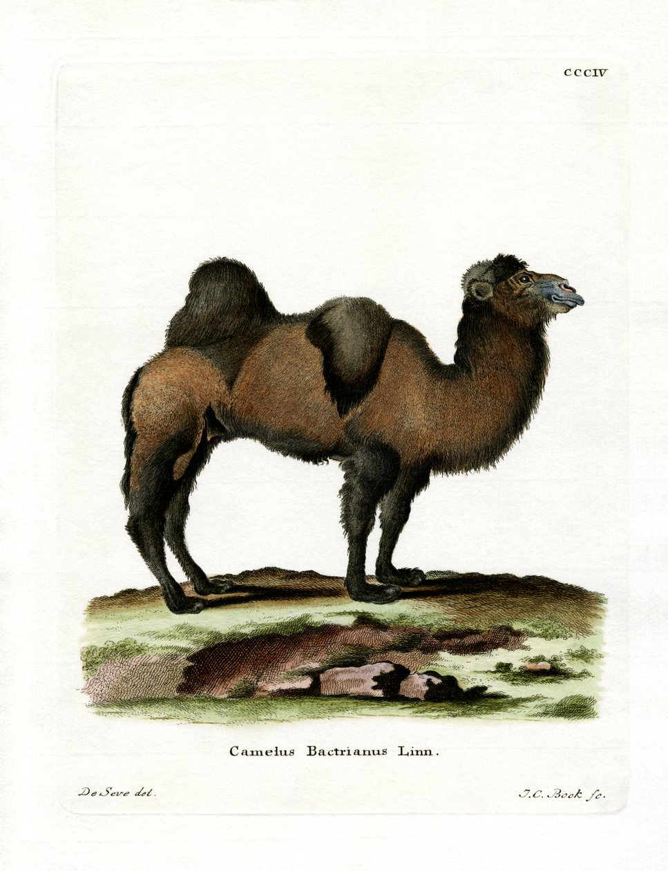 Bactrian Camel (värillinen kaiverrus) tekijältä German School