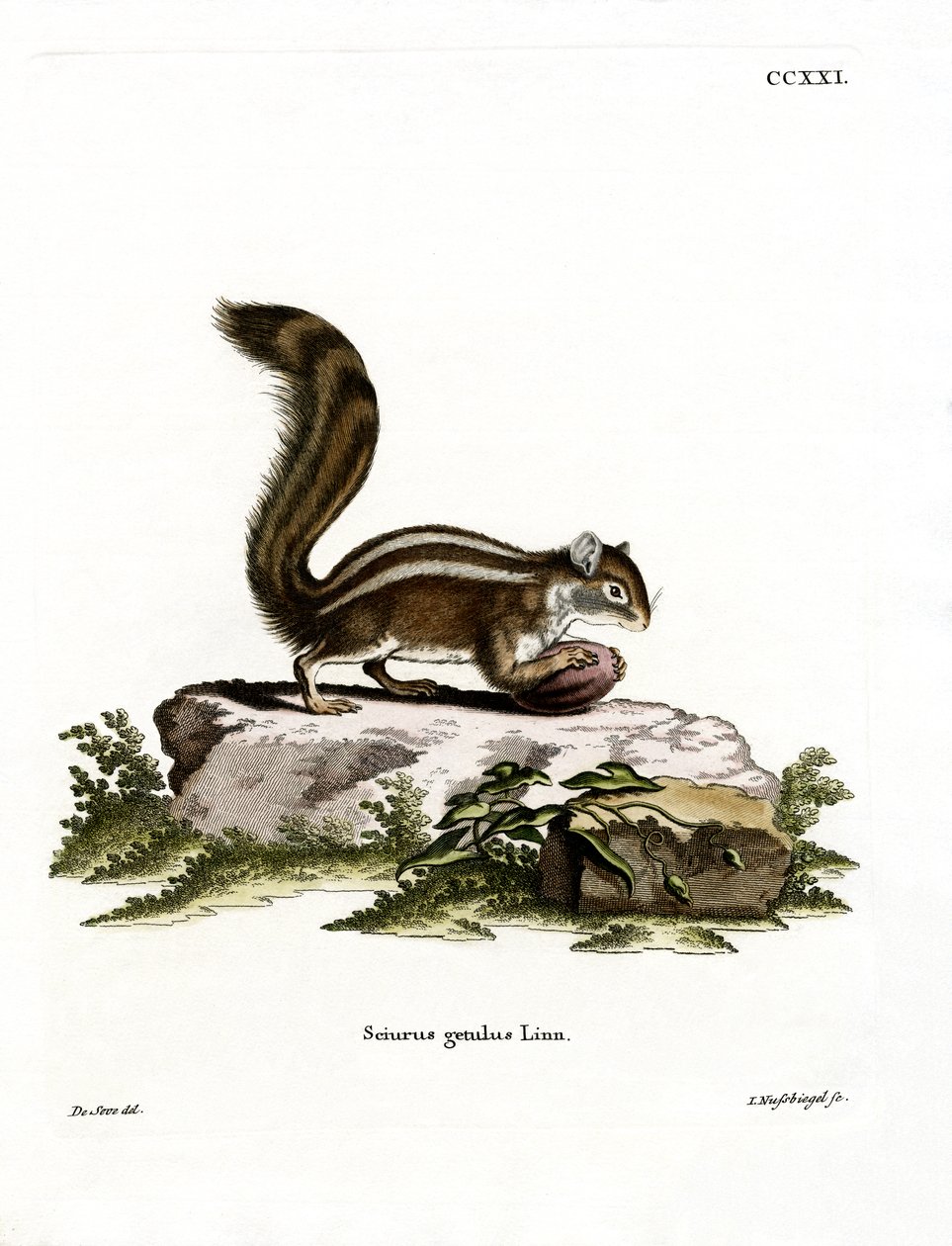 Barbary Ground Squirrel (värillinen kaiverrus) tekijältä German School