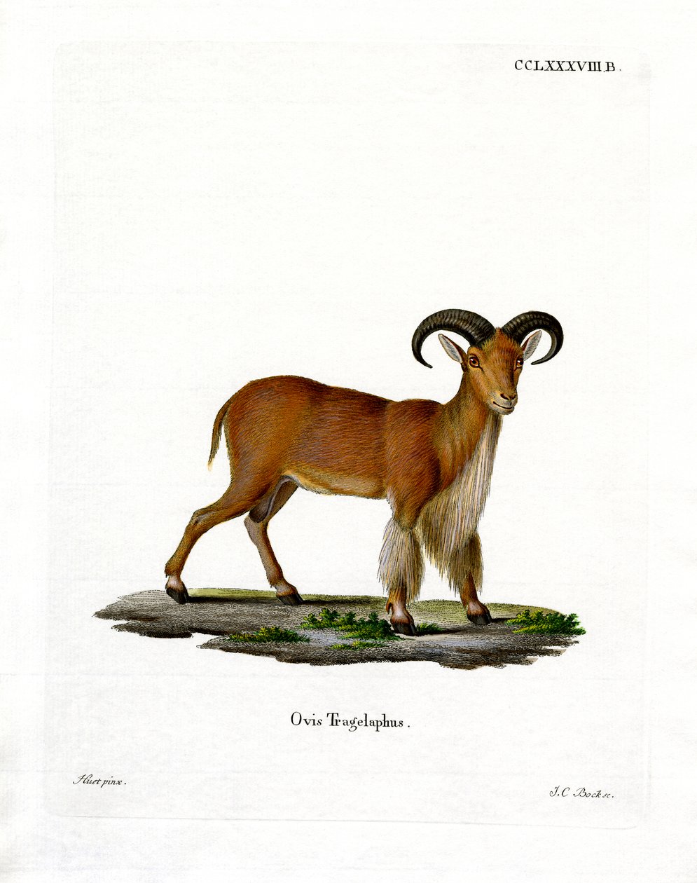 Barbary Sheep (värillinen kaiverrus) tekijältä German School