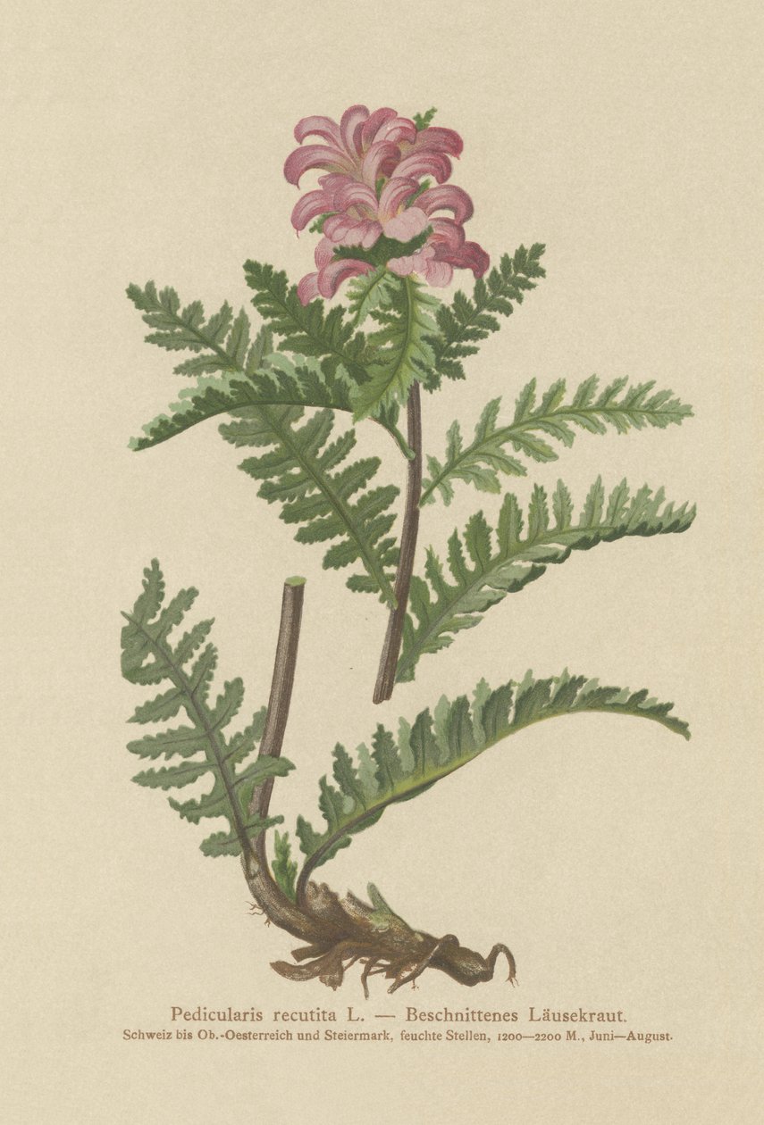 Nokkaton punainen täimato (Pedicularis recutita) tekijältä German School