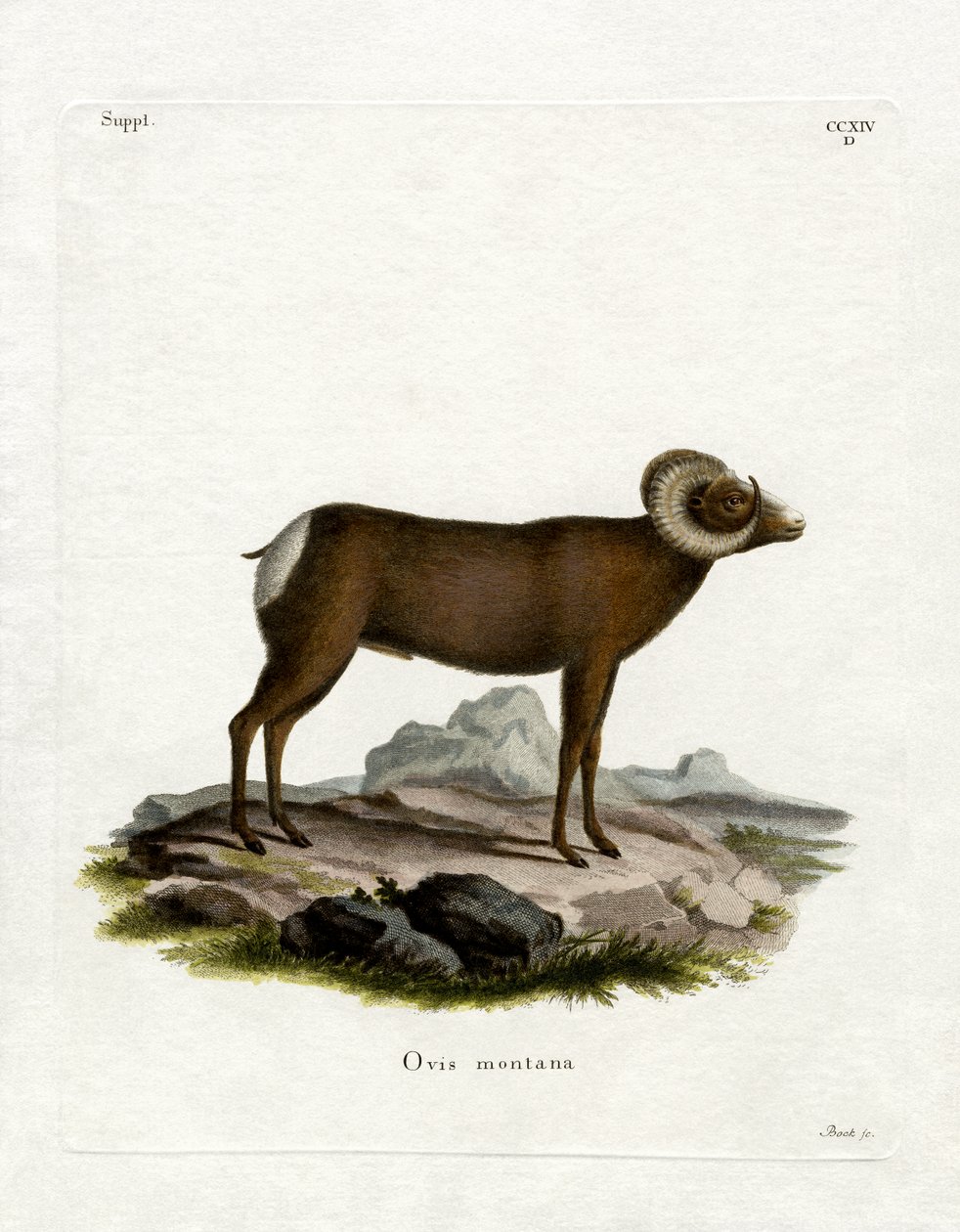 Bighorn Sheep (värillinen kaiverrus) tekijältä German School