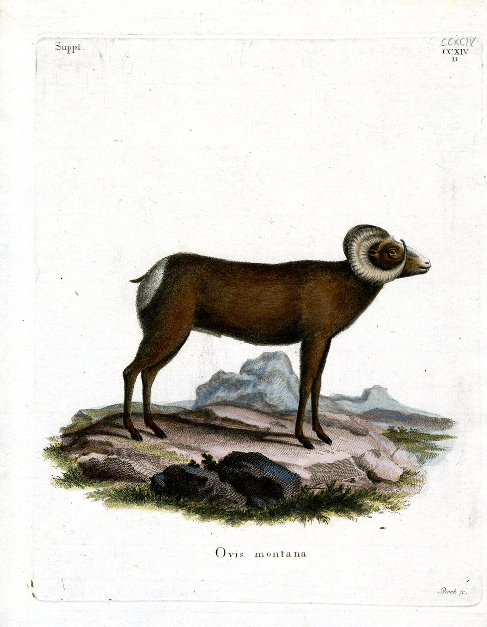 Bighorn Sheep (värillinen kaiverrus) tekijältä German School