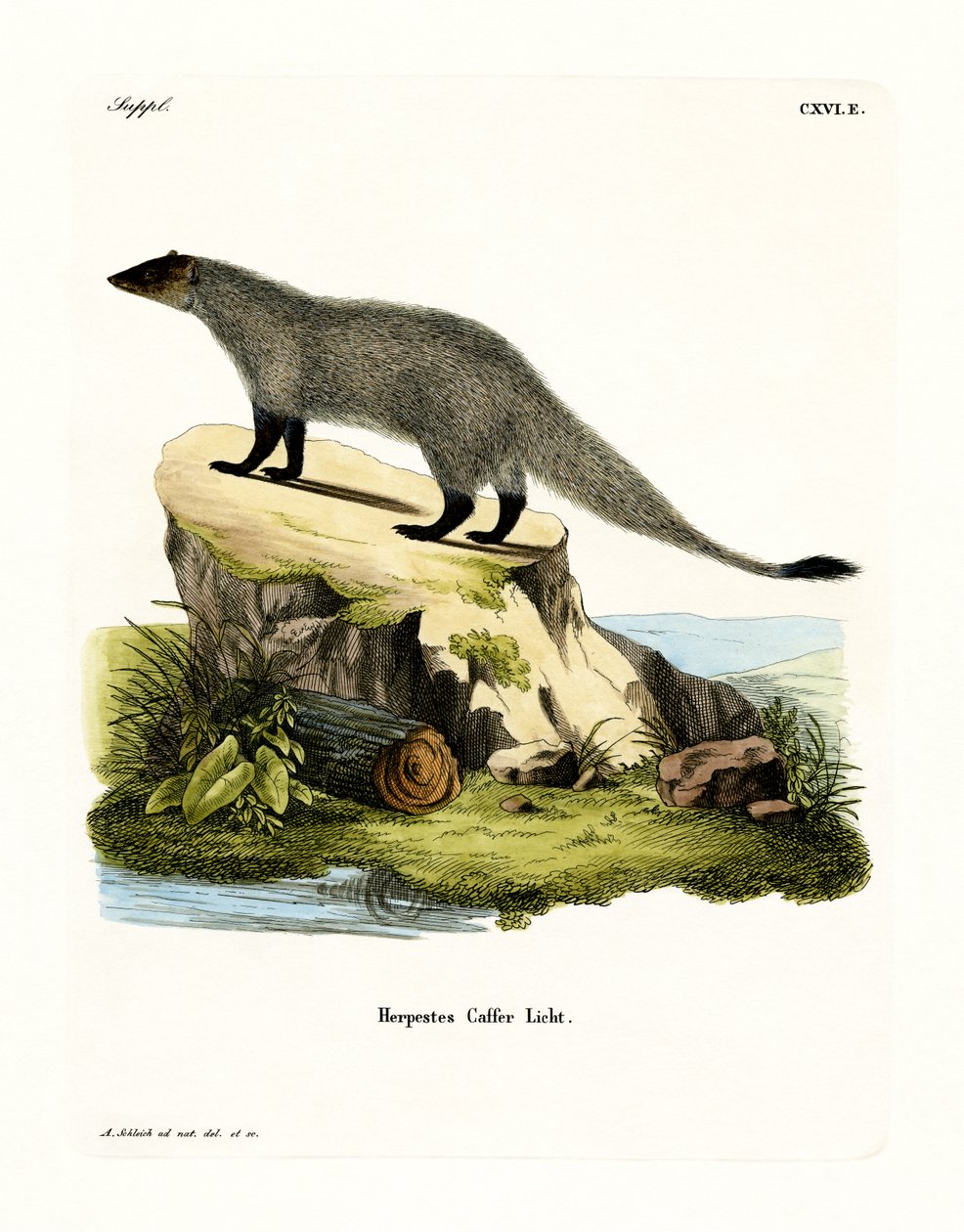 Mustajalkainen Mongoose (värillinen kaiverrus) tekijältä German School
