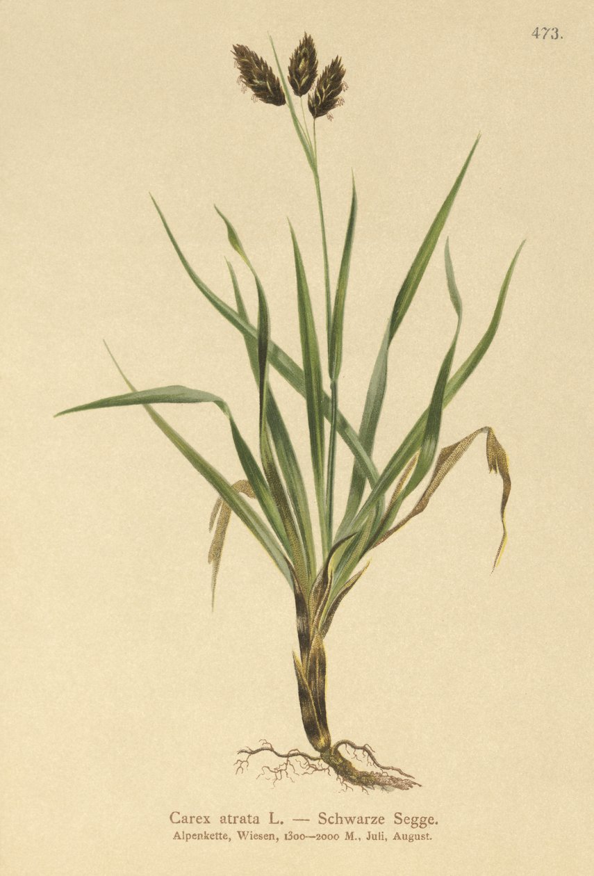 Musta alppisara (Carex atrata) tekijältä German School