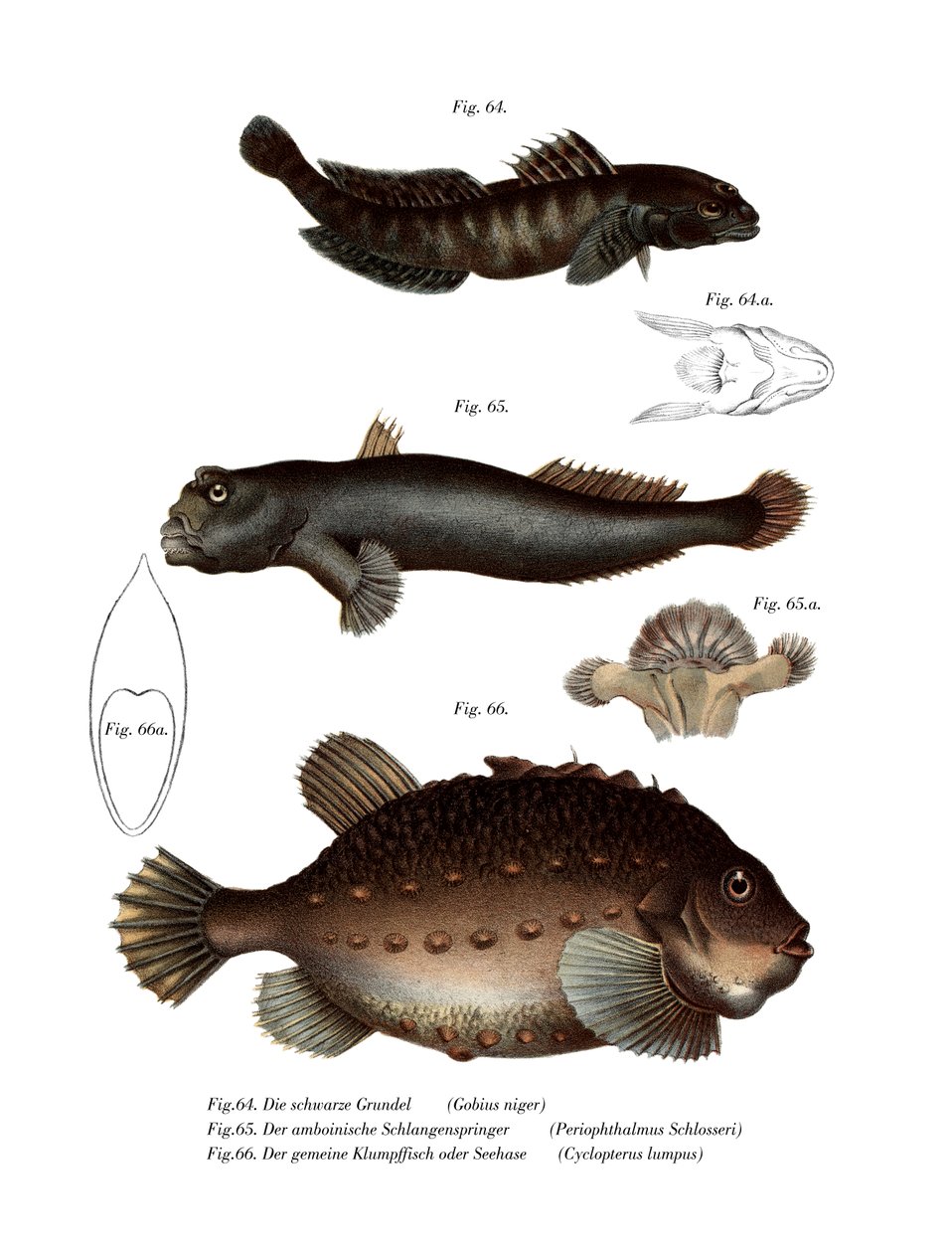 Musta Goby (väri litho) tekijältä German School