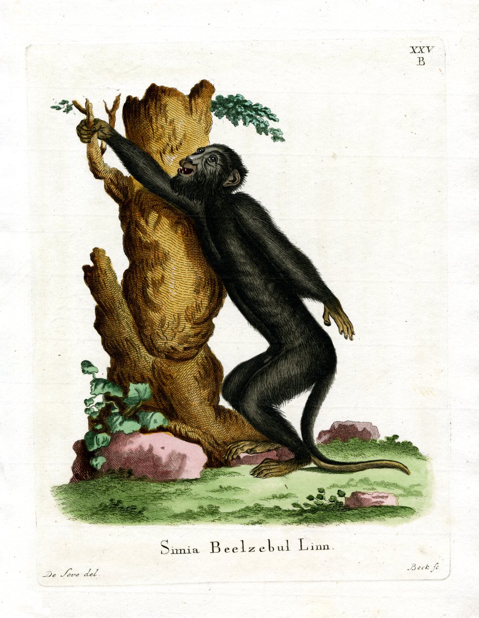 Black Howler (värillinen kaiverrus) tekijältä German School