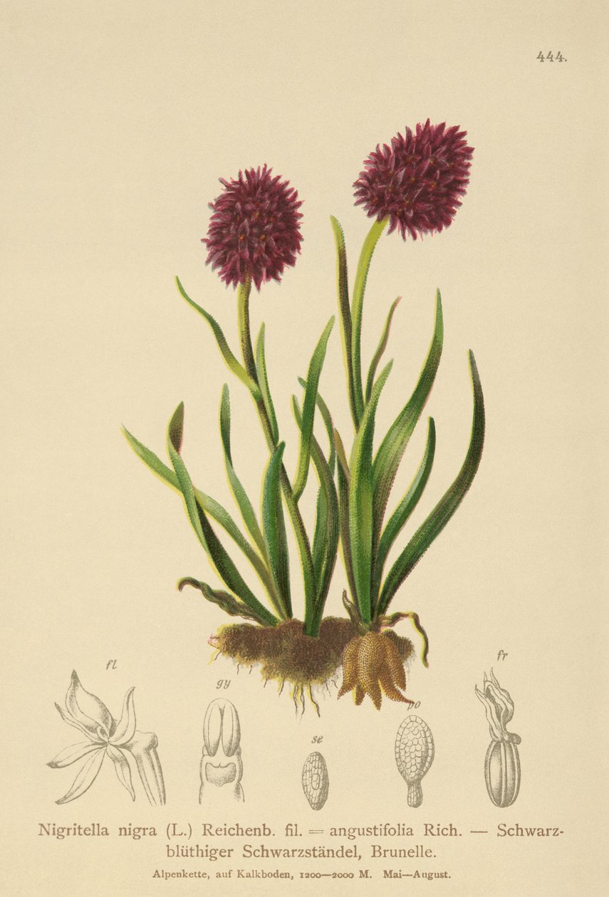 Musta vaniljaorkidea (Nigritella nigra, Nigritella angustifolia) tekijältä German School